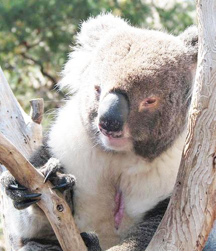 Koalas vomit because of heat exhaustion and heat stroke.