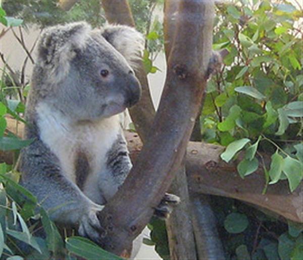 Koalas brain has limited capabilities.