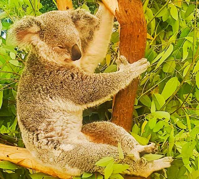 Koalas' small brain helps them to conserve body energy.