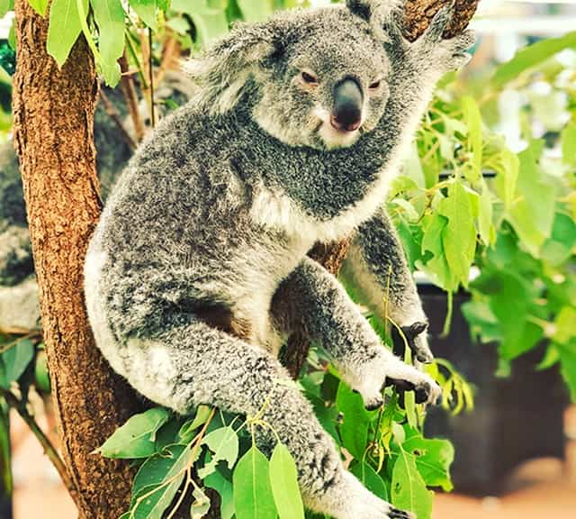 Koalas small brain allows them to eat less.