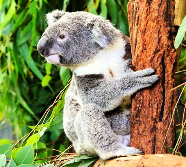 Koalas have small brain but good sense of smell.