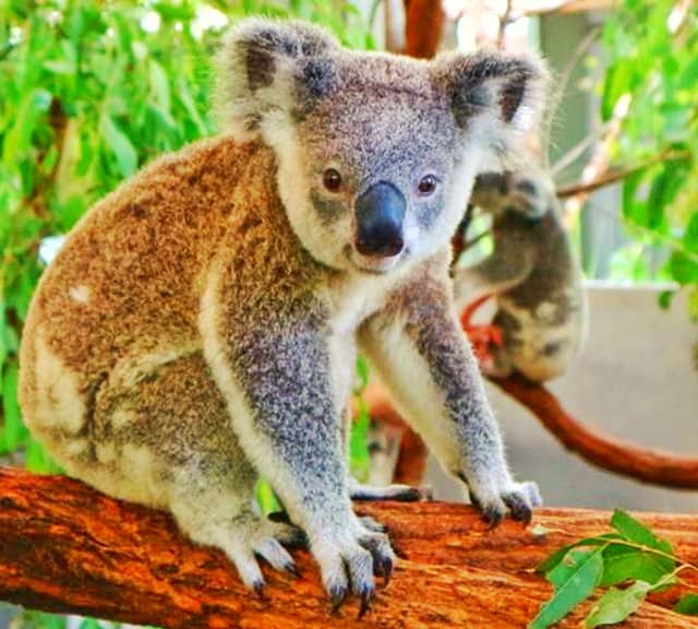 Koalas have small brain but they have thrived for millions of years.