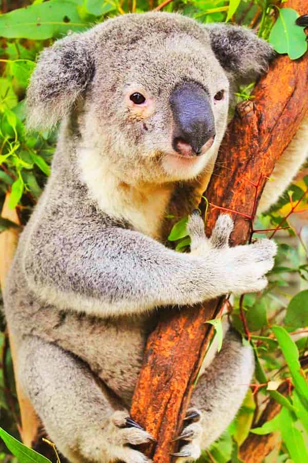 Koalas have one of the smallest brain (proportion to the skull size) within the animal kingdom.