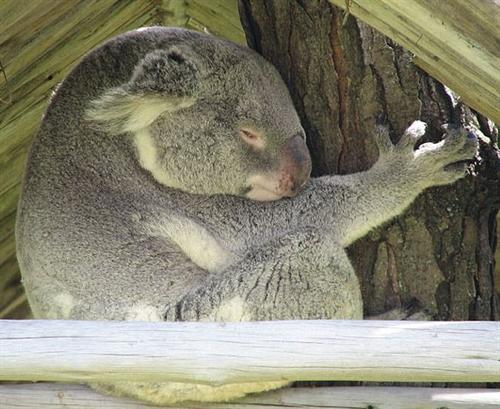 Elderly Koalas' Chewing ability lacks stability.