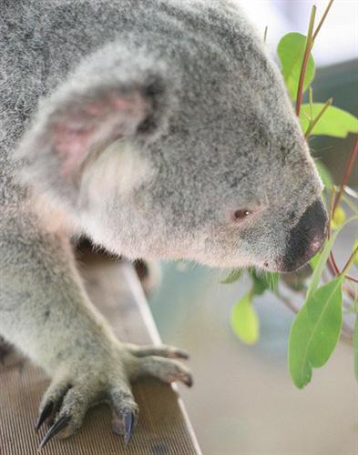 Koalas' chewing increases nutrition absorption. 