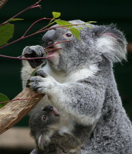 A Koala Chewing Eucalyptus Leaves.