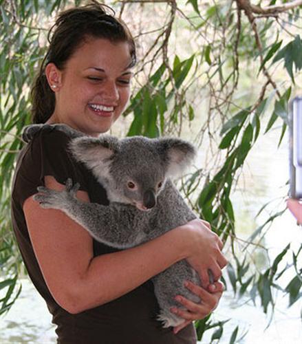 Young Koalas' Chewing Ability is better.