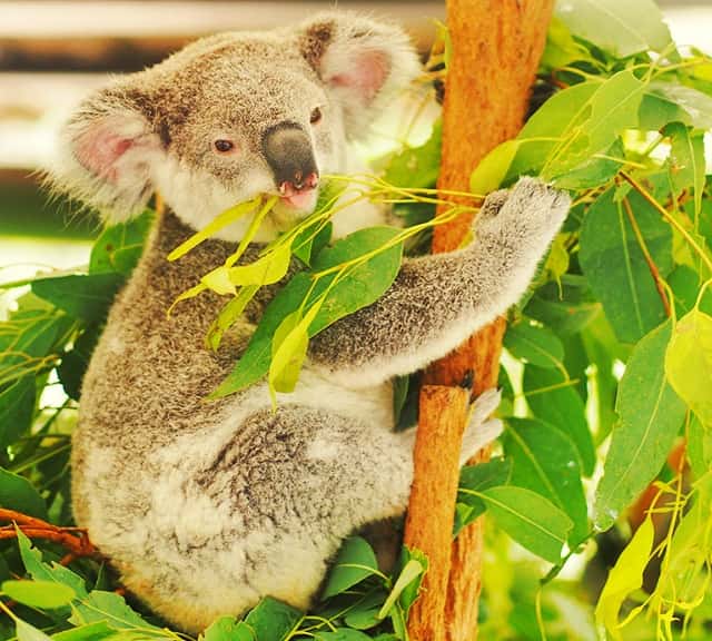 Koalas' diet of Acacia is also poisonous and toxic.