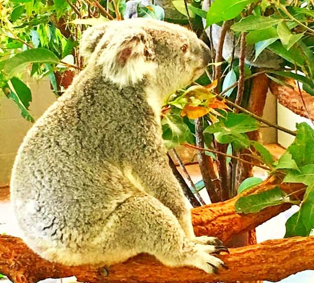 The Koalas' diet of Eucalyptus leaves contains high levels of cyanide poisons