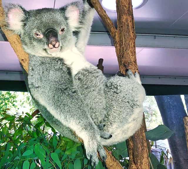 Koalas enjoy immunity to the poisons present in its Eucalyptus diet.
