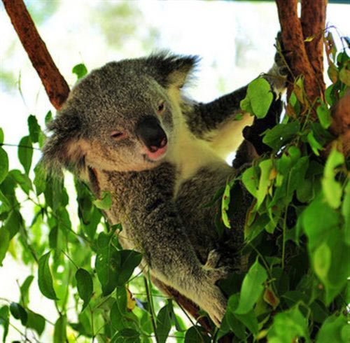 Koalas diet is nutritious only for the Koalas.