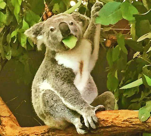 Koalas Diet is poisonous and toxic