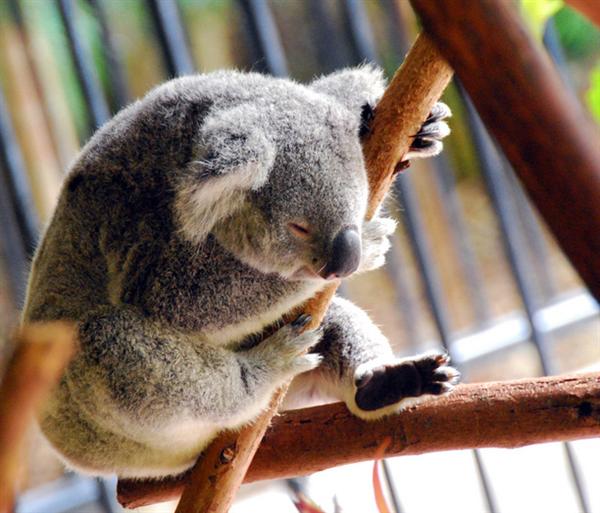 Koalas diet is full of poisons.