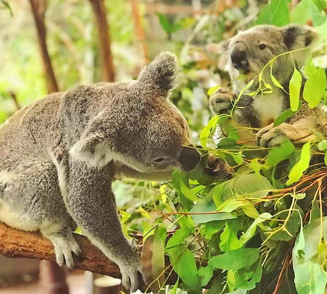 Koalas' eat Eucalyptus leaves which are poisonous and toxic.
