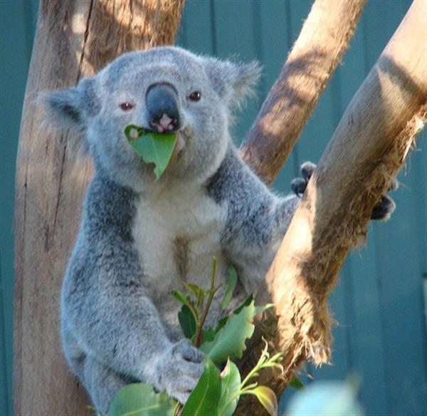 Eucalyptus leaves are the favorite food of Koalas.