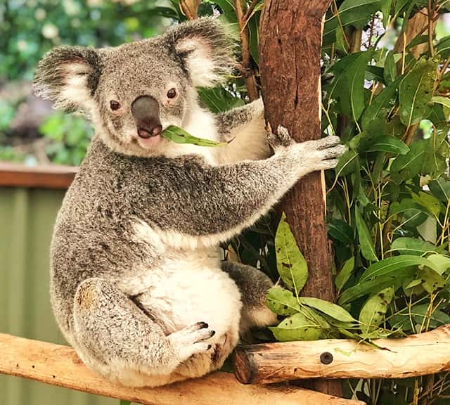 Koalas diet is high in fiber and low in energy.