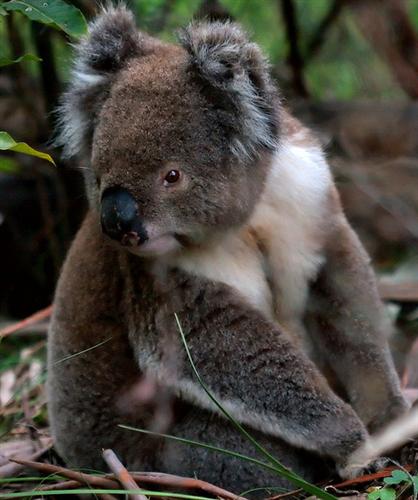 Koalas have advanced digestive Mechanism.