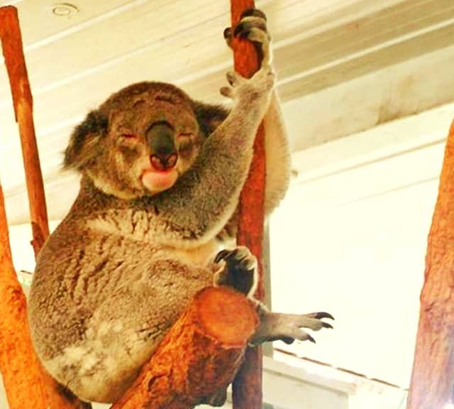 Koalas digestive system produces little energy for koalas due to the Eucalyptus leaves.