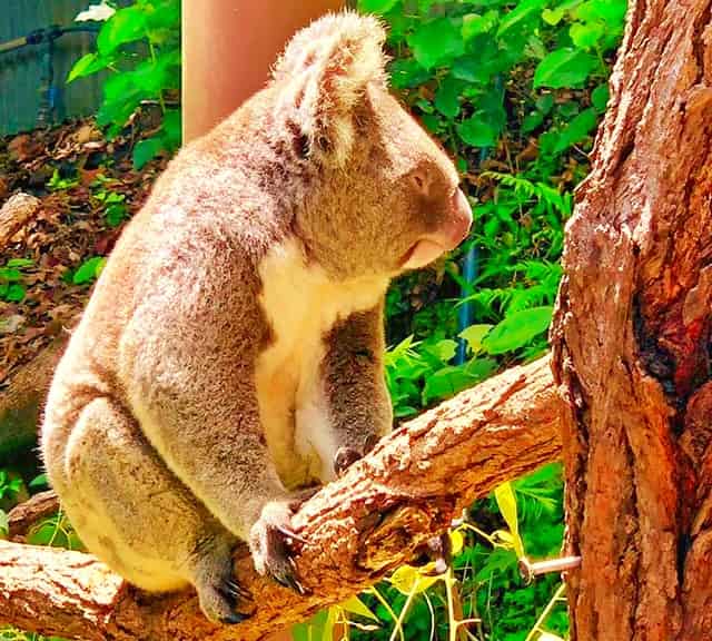 Most of Koalas' food is digested at the stomach