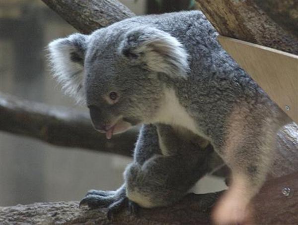 Koalas' Food Digestion.