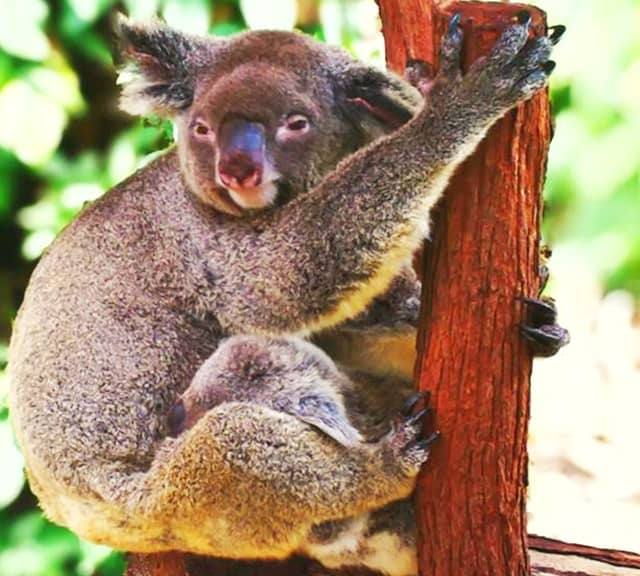 Koalas digestive system has specialized mechanisms to extract energy from the Eucalyptus foliage.