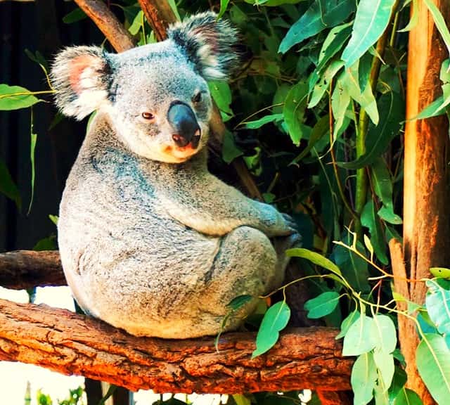 Koalas get ambushed if they drink water from the waterholes
