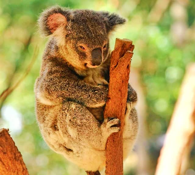 Koalas have a very specialized fur which does not allow water evaporation