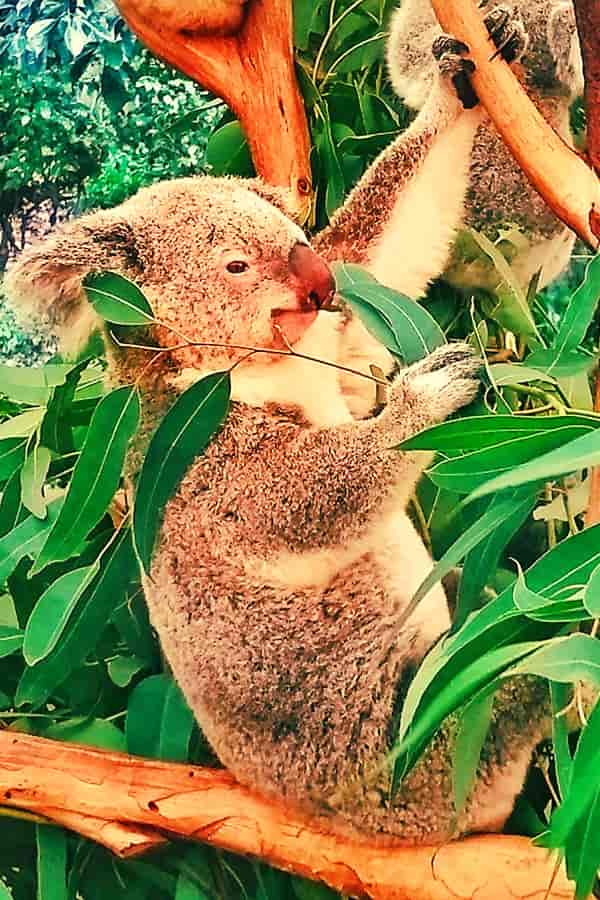 Eucalyptus Leaves which koalas eat contain water and cyanide compounds