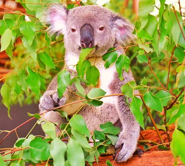 Koalas only Eat Eucalyptus Leaves