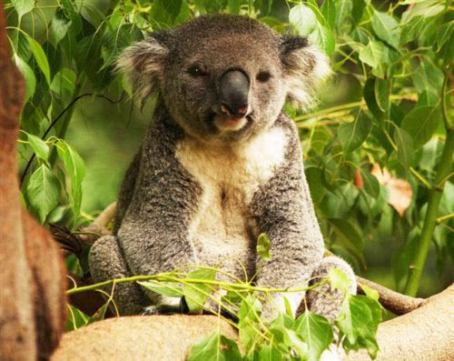 Koalas Eat Eucalyptus Leaves.