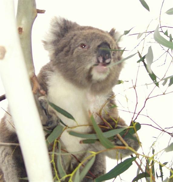 Koalas also consume cyanide compounds while eating Eucalyptus leaves.