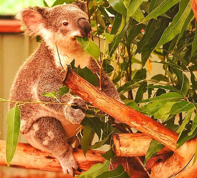 Koalas properly chew the Eucalyptus leaves to improve the fermentation process.