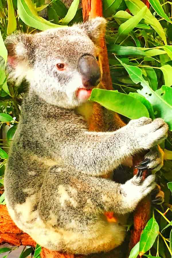 Koalas efficiently digest the Eucalyptus leaves