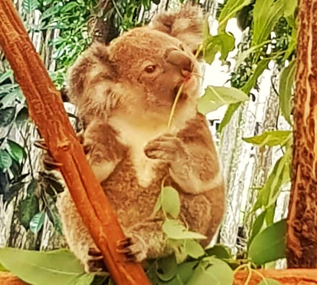 Habitat loss of the Eucalyptus leaves means a death for the Koalas.
