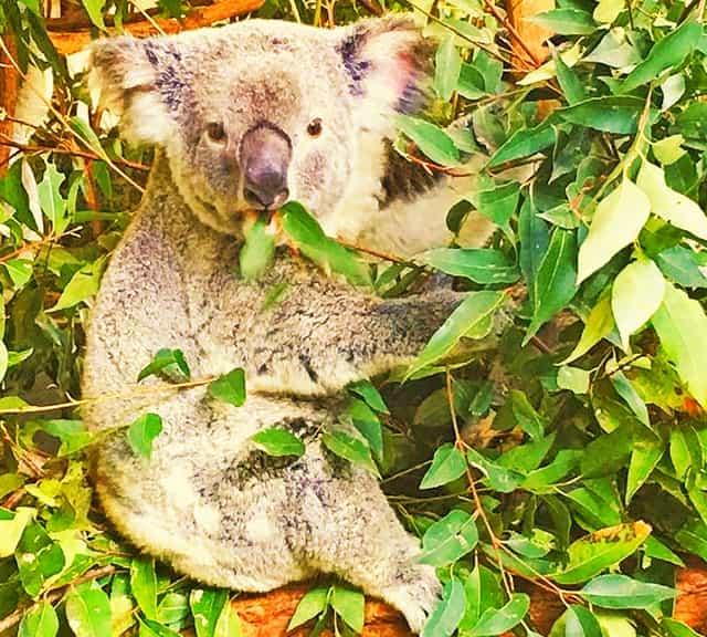 Eucalyptus leaves which koalas eat are highly poisonous and toxic