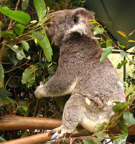 Koalas prefer different kinds of Eucalyptus leaves.