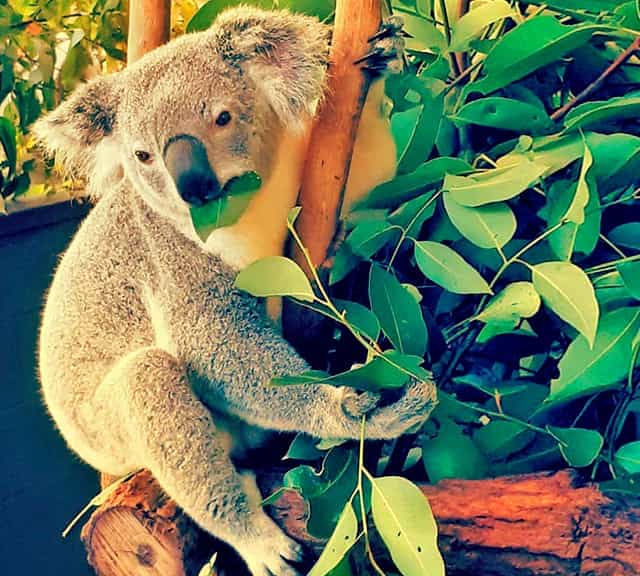 Koalas have good sense of smell which allows them to select fresh leaves.