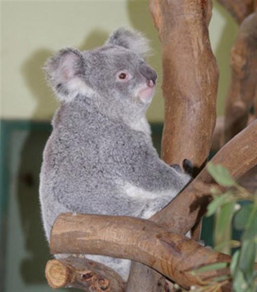 Baby Koala Joeys have dark Eyes.