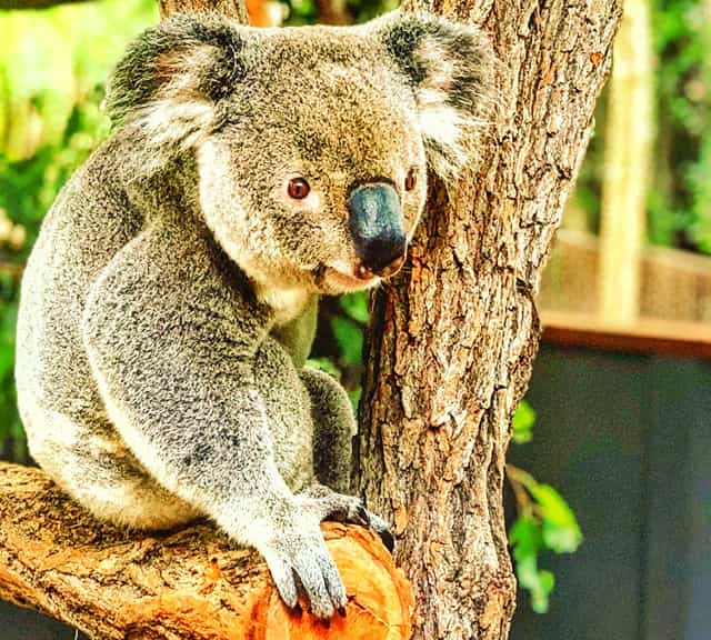 Koalas have forward-facing eyes.