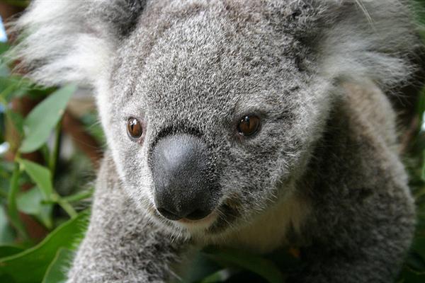 Koalas' Eyeballs are black