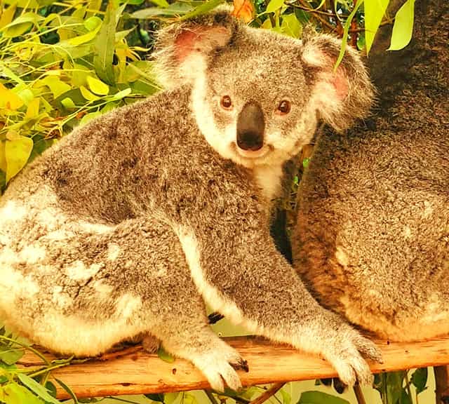 Koalas possess button-shaped fascinating eyes