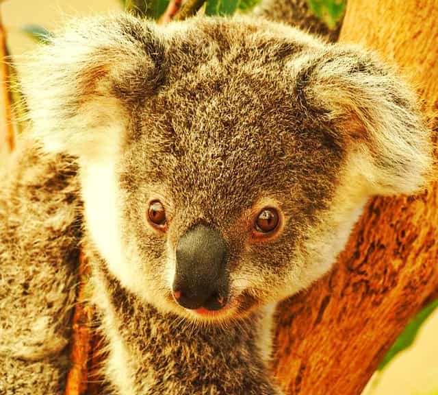 Koalas have dark brown color