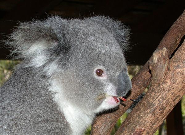Koalas' Eyes Resemble like Marble Balls.