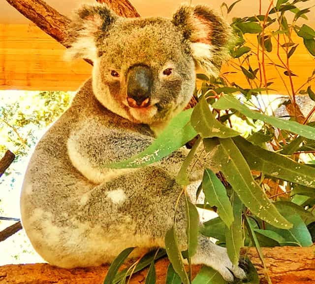 Koalas have poor vision