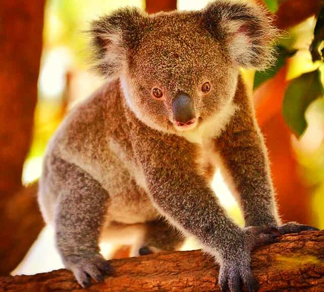 Koalas rarely blink their eyes.