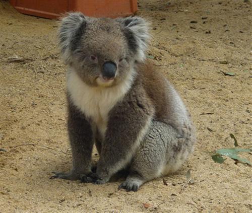 Koalas food Eucalyptushas lower calories.