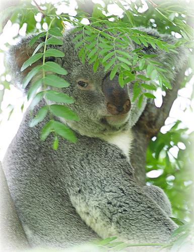 Koalas' food comprises of Eucalyptus Leaves.