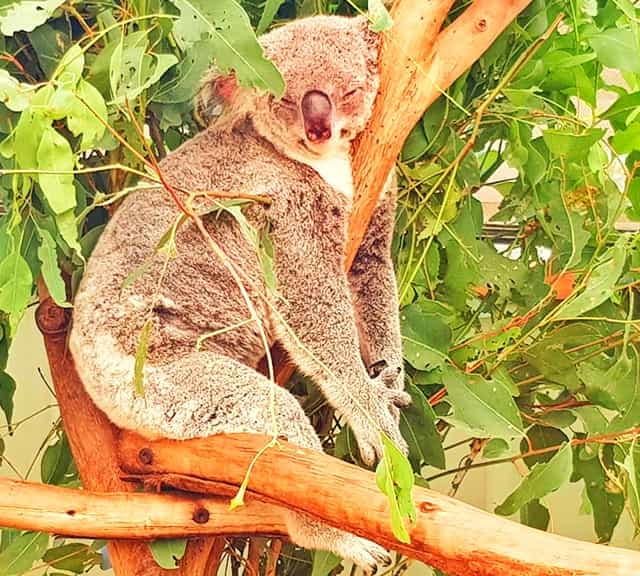 Northern koalas have thin and gray colored fur.