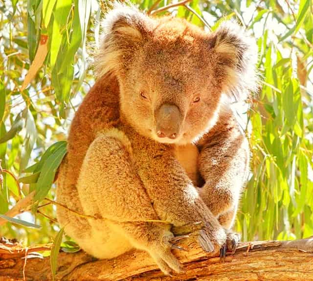 Southern region koalas have thick and grayish-brown colored fur.