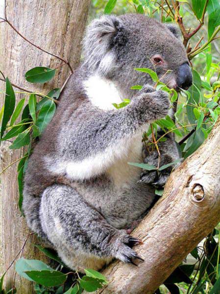 Koalas usually eat poisons rich in Cyanide compounds.